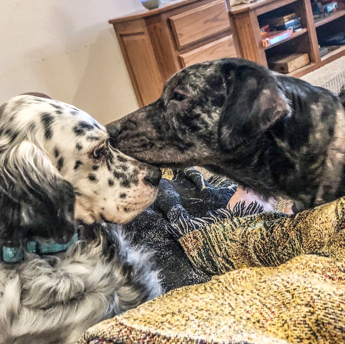 family_hough's tweet photo. Spent the morning snuggled with these two before we hit the road for a volleyball tournament. What are you up to today? 💗🐶💗
#perfectisoverrated #homesteadinglife #dogmomma https://t.co/Lhy3drUw0A