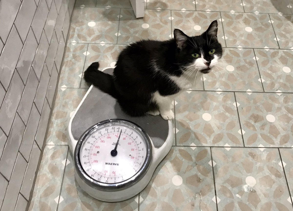 michael_taggart's tweet photo. You can look as hard-done-by as you like, Tilksy — but YOU’RE the one who scoffed that large lump of cheddar straight after your supper. #PilingItOn #TwoKilos #CatsofTwitter https://t.co/pZ4NQFyqvC