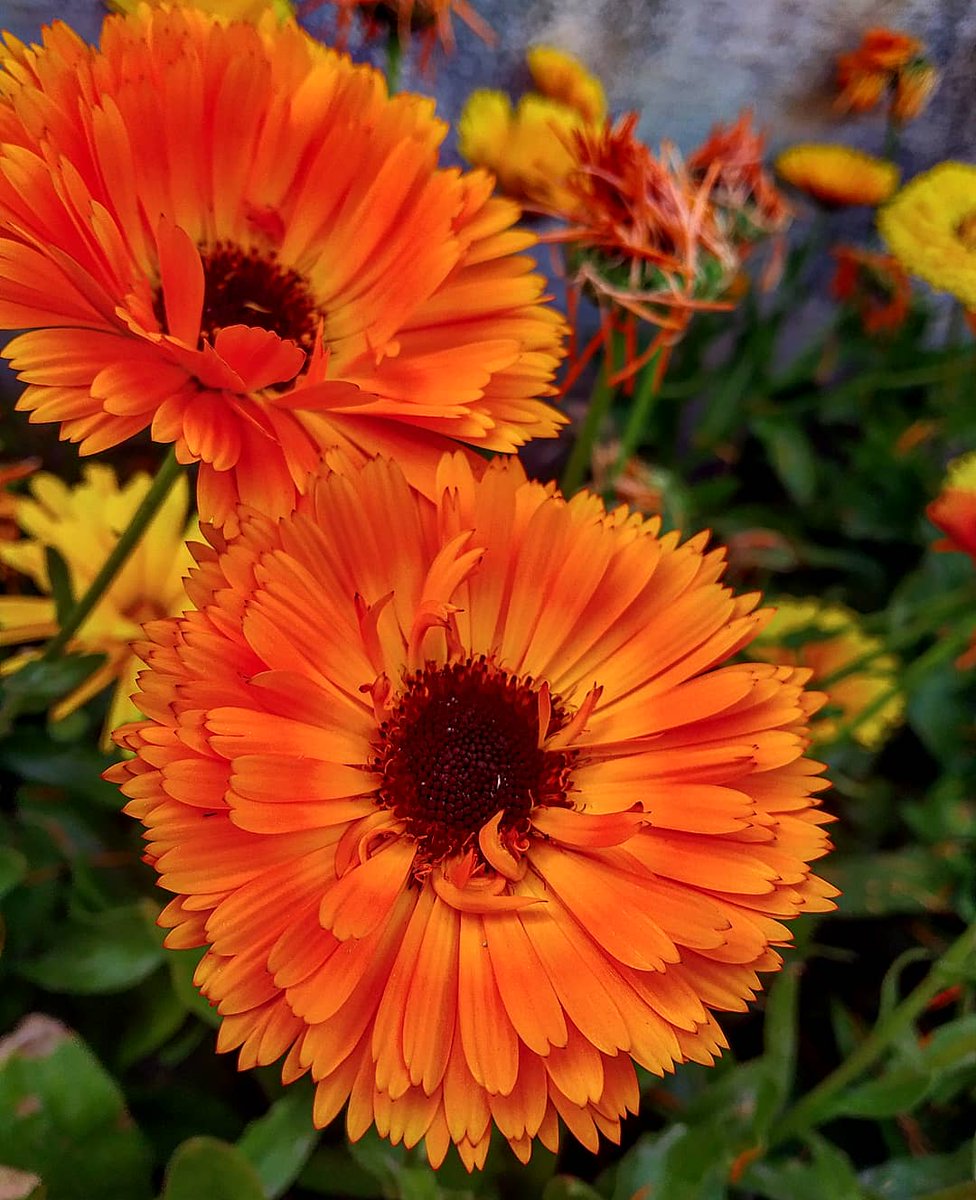 kanokvanp's tweet photo. #flowerreport #nature #indiaflowers https://t.co/3slRmOqtpV