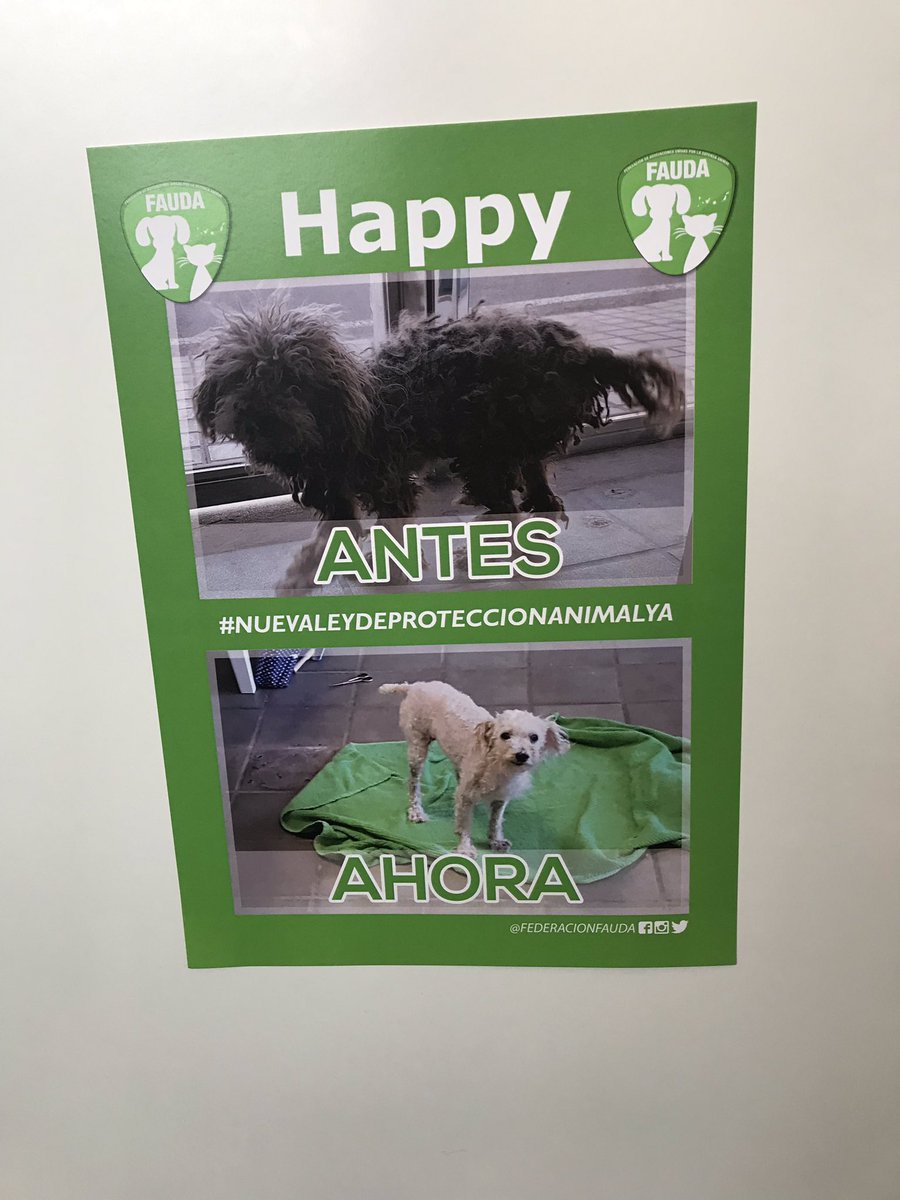 Elfoooooo's tweet image. Perros q antes eran negros y ahora son blancos 🤷🏼‍♂️🤷🏼‍♂️🤷🏼‍♂️ #Animundo #LasPalmas #26Ene #BuenosDías #FelizDomingo #ÚltimaHora