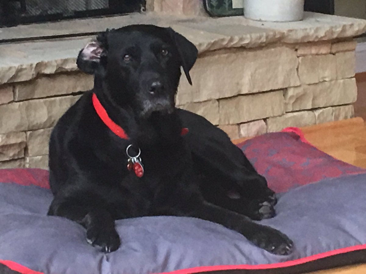 Martin4GA's tweet image. Y’all looks like Cooper’s having a “bad ear day” — just can’t get it to stay like he fixed it when getting ready this morning.  #notbothered #bestdogever #letsmestayinhishouse