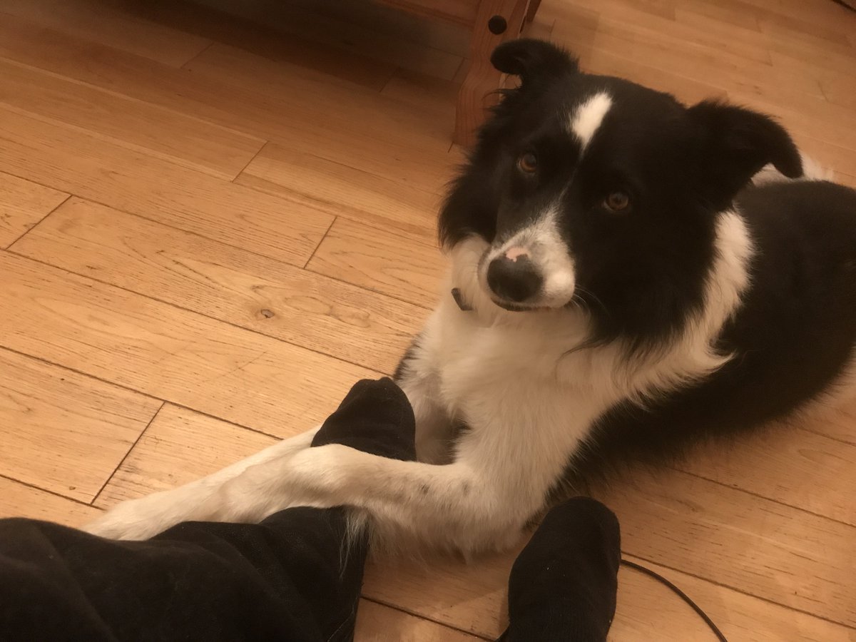 WritesRachel's tweet photo. I can't believe my wee Murphy is already 10! Doesn't feel like we brought him home all that long ago <3 xxx #birthdaypup #birthdaydog https://t.co/wPgIUvEnTk