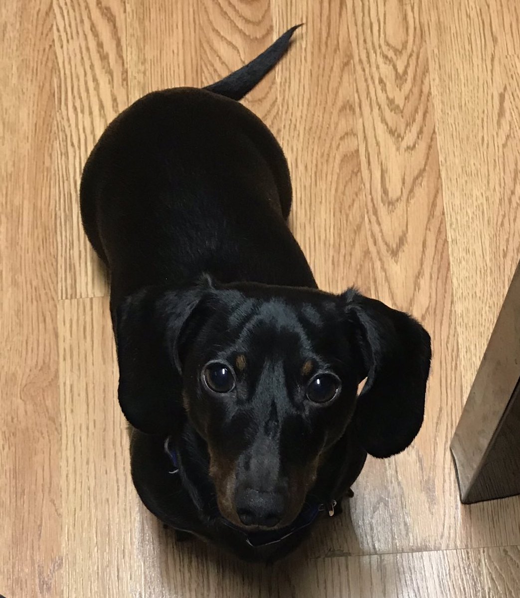 WalterTheWeiner's tweet photo. I sure have grown since I last posted. #puppylove https://t.co/APILpJCE57
