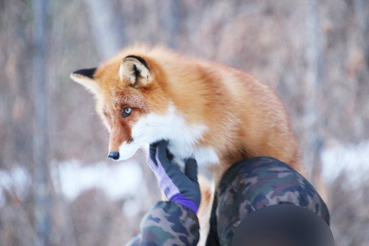 肩乗りフォックス #北きつね牧場 #キタキツネ