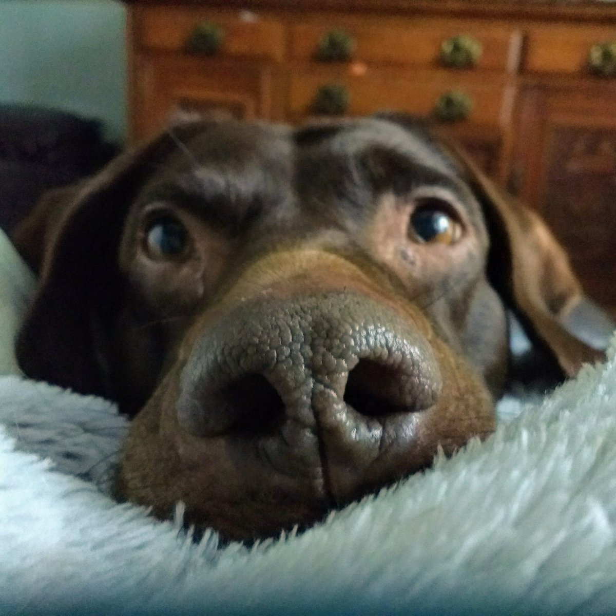 BionicBeverley's tweet photo. Poppy's trying her best to make me feel better 🐶🐾🐕

#dogsoftwitter #dogsarelove #pointerdor #ill #vegan #dogs https://t.co/9cHevHcteU