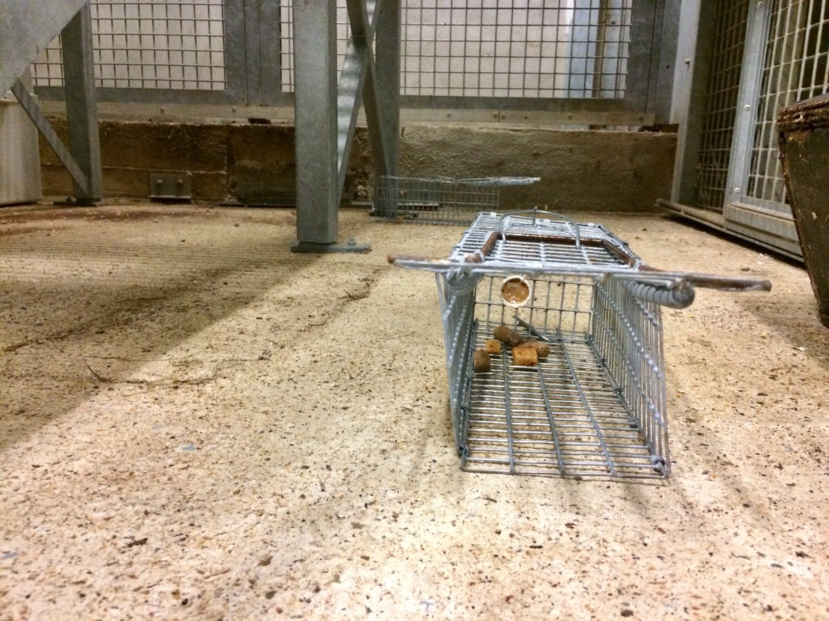 AudeLalis's tweet photo. Small mammals Survey - Trapping in PZP #parczoologiquedeparis #MNHN #ISYEB @Le_Museum https://t.co/XxqeBKCSvX