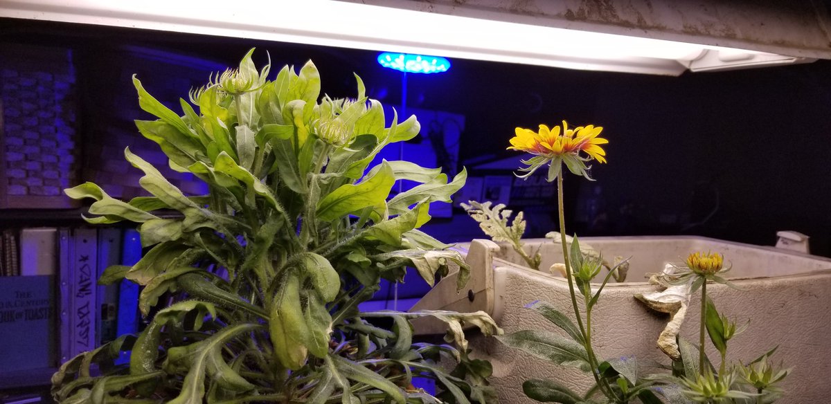 busywerk's tweet photo. #dailygarden https://t.co/mTyQKuQIgo