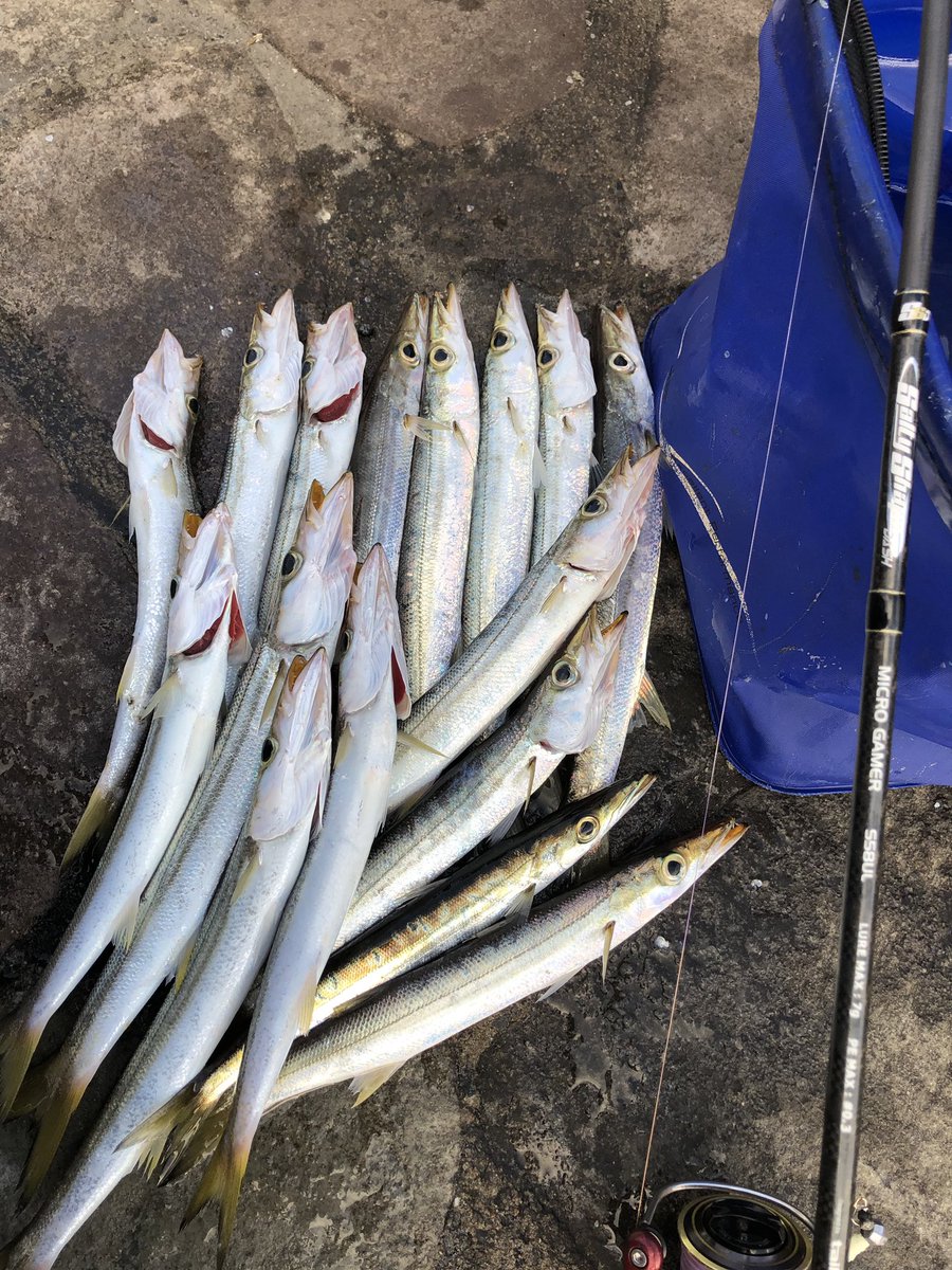 RightGamern's tweet photo. 今週も行きました。
うねり始めて釣れなくなる1時間弱が勝負でした。
だいぶカマスを理解してあげれてきたので来週も出撃しちゃいます。(笑)
#SSD #MICROGAMER #TAILWALK https://t.co/FTijUigbil