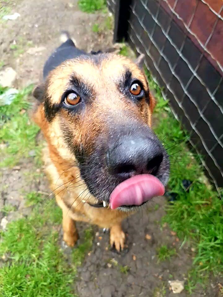 gsrescueelite's tweet photo. 7yr old Akeela arrived with us in March 17 after he was abandoned in kennels, he is a steady lad who walks well with other #dogs but needs a child and pet free home
#GermanShepherd
#Cornwall
https://t.co/rwA3WKTypb https://t.co/ZJiyURUP5e
