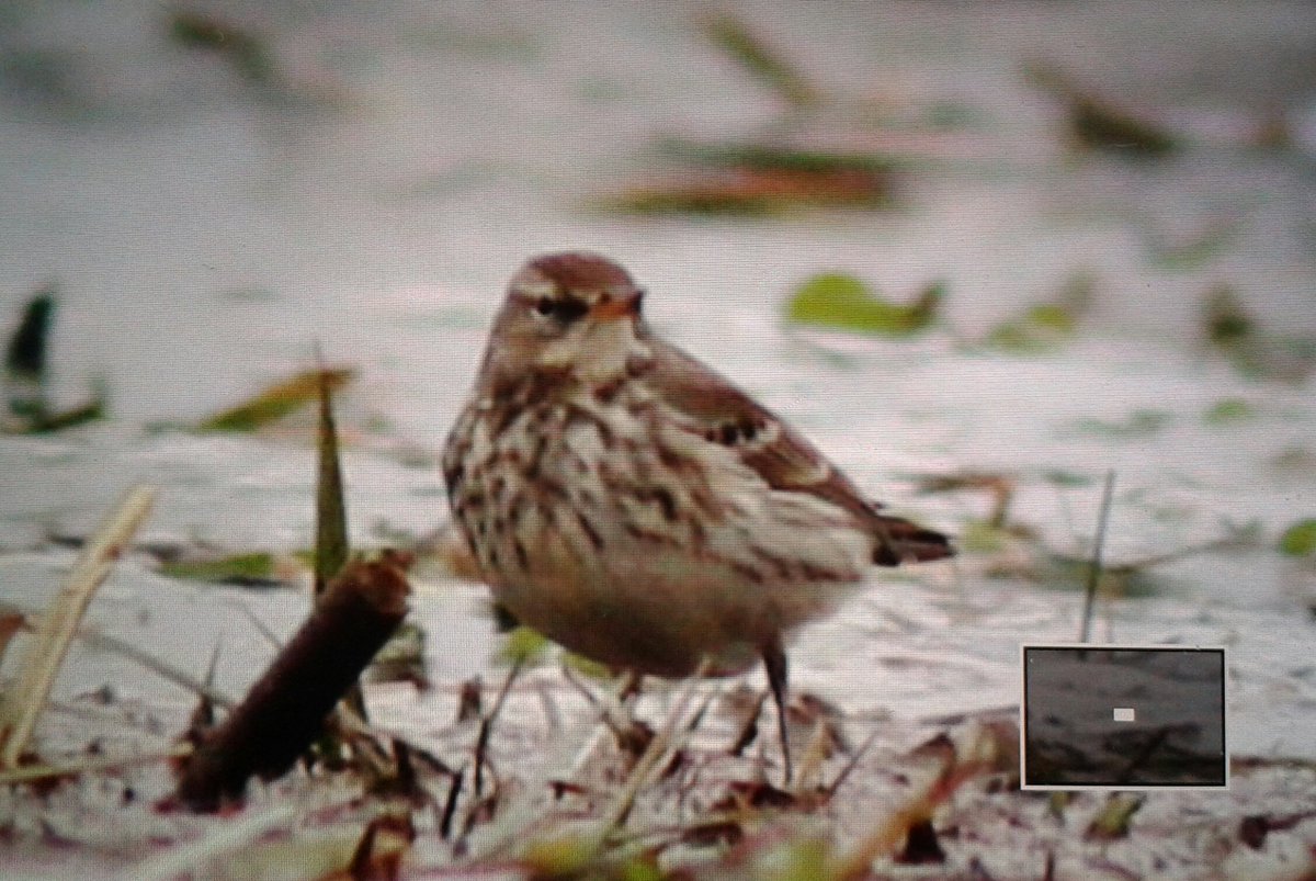WeedonsWorld's tweet image. At least 8 Water Pipits still at a very windy Baston Fen, South Lincs today. Did a bit of belly crawling in the damp for this shot... #backofcamera
