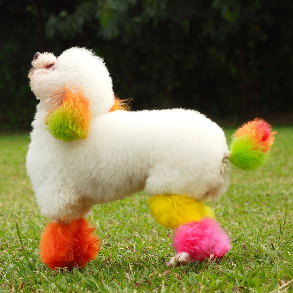 DogsTerrific's tweet image. A dog is the only thing on earth that loves you more than you love yourself 😍😘😘. Can you guess the breed?????😍😍. #dogs #smalldogs #petsofinstagram #petsarefamily #pets #SundayThoughts #SundayFunday