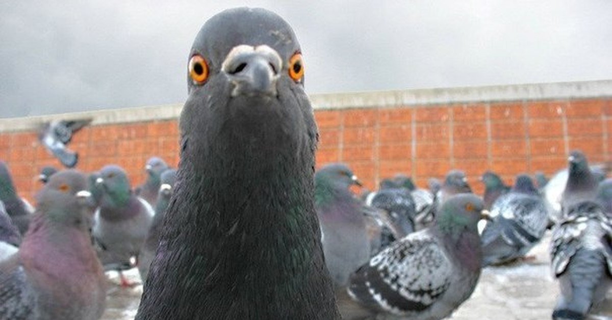 ����, ������ �������� � ��������