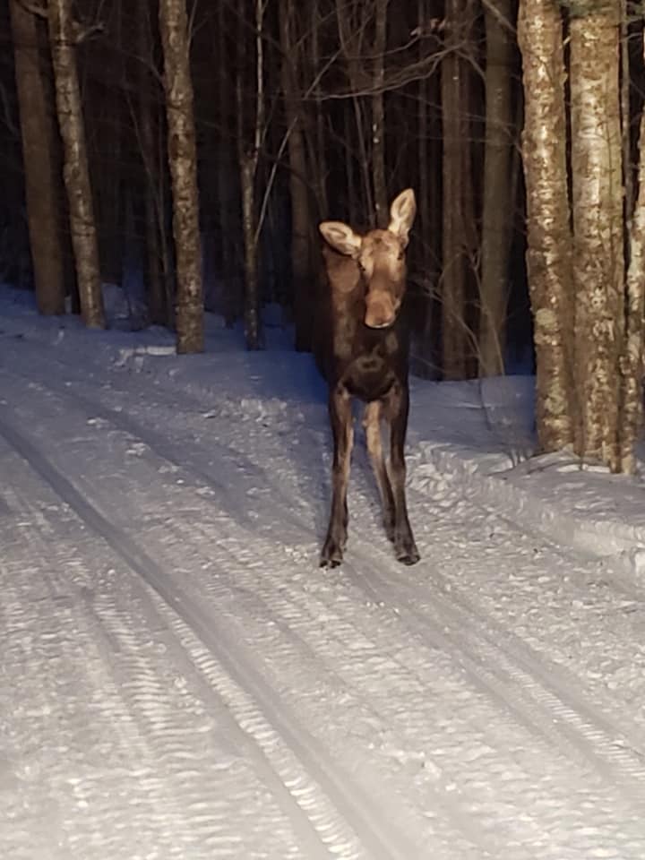 Grooming crew has been out fixing up the trails from the heavy rain damage.  Heading down to Corridor 24 along the river to see what can be done as water recedes. Check our FB for full report.  Central NH SMC spotted this little girl on the trail early this morning!