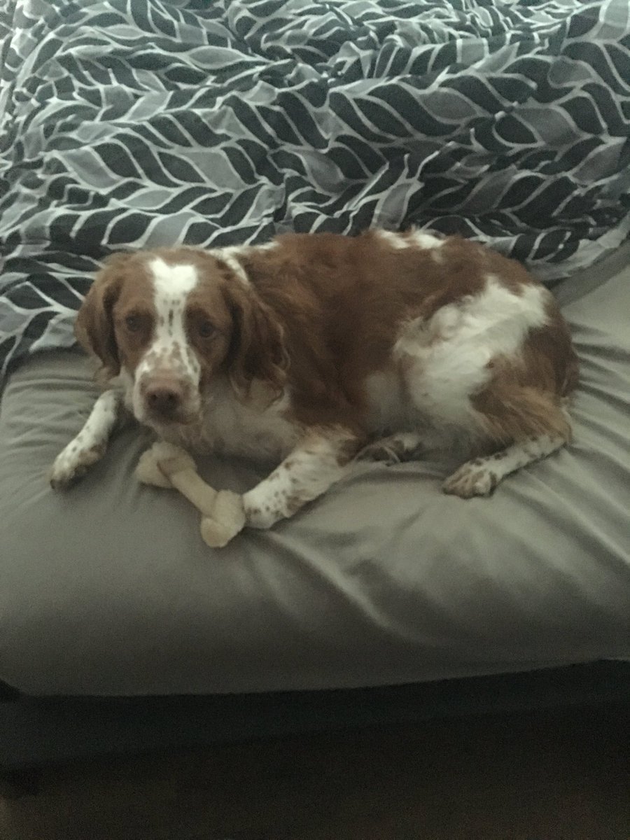 MBernal616's tweet photo. @AmyFreeze7 #bigdogsunday this is PJ! Loves watching every day! https://t.co/09EX26IQ6W