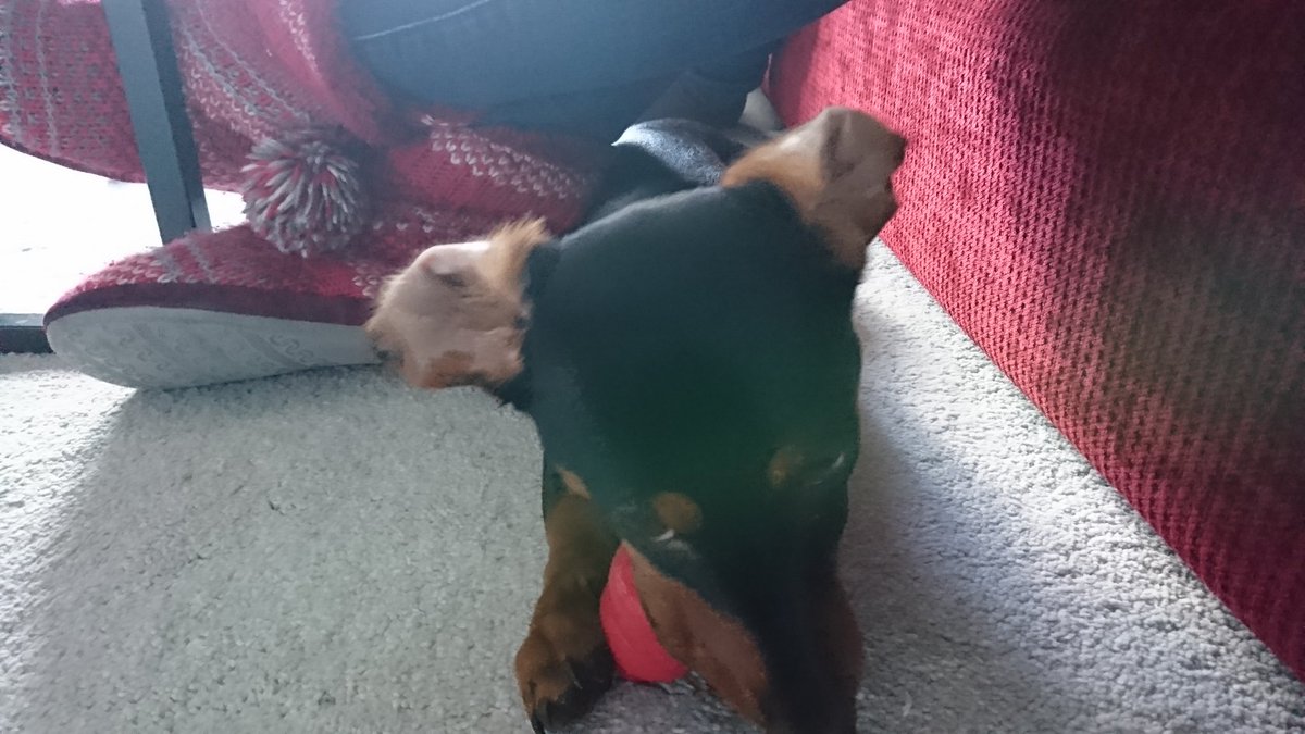 Humphrey_TopDog's tweet photo. @BonnieBlackLab @FunLovinLab Good to know! My ears flap back without the help of wind!! #sausagedogproblems https://t.co/nXfDOOvpoI