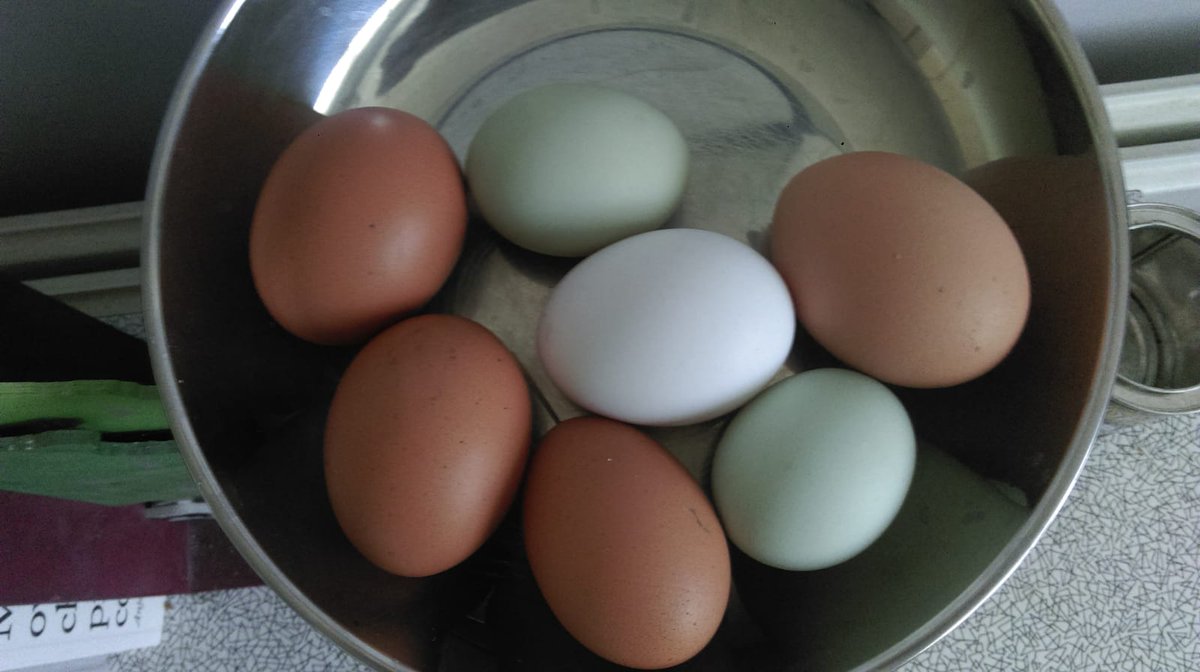 I was overwhelmed with visible graces, with ineffable sweetnesses, with abundant consolations. My soul enjoyed a profound peace. #7eggsinaday #chickens