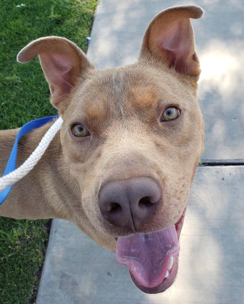 Your PIN pad donations to <a href="/PetSmartChariTs/">PetSmart Charities®</a> help pets like Uber find loving homes 💗 You help raise over $40 million each year to help pets in need. No matter how much you give, you're a part of something big!   #fortheloveofpets (📷: IG everyday_adoption_center)