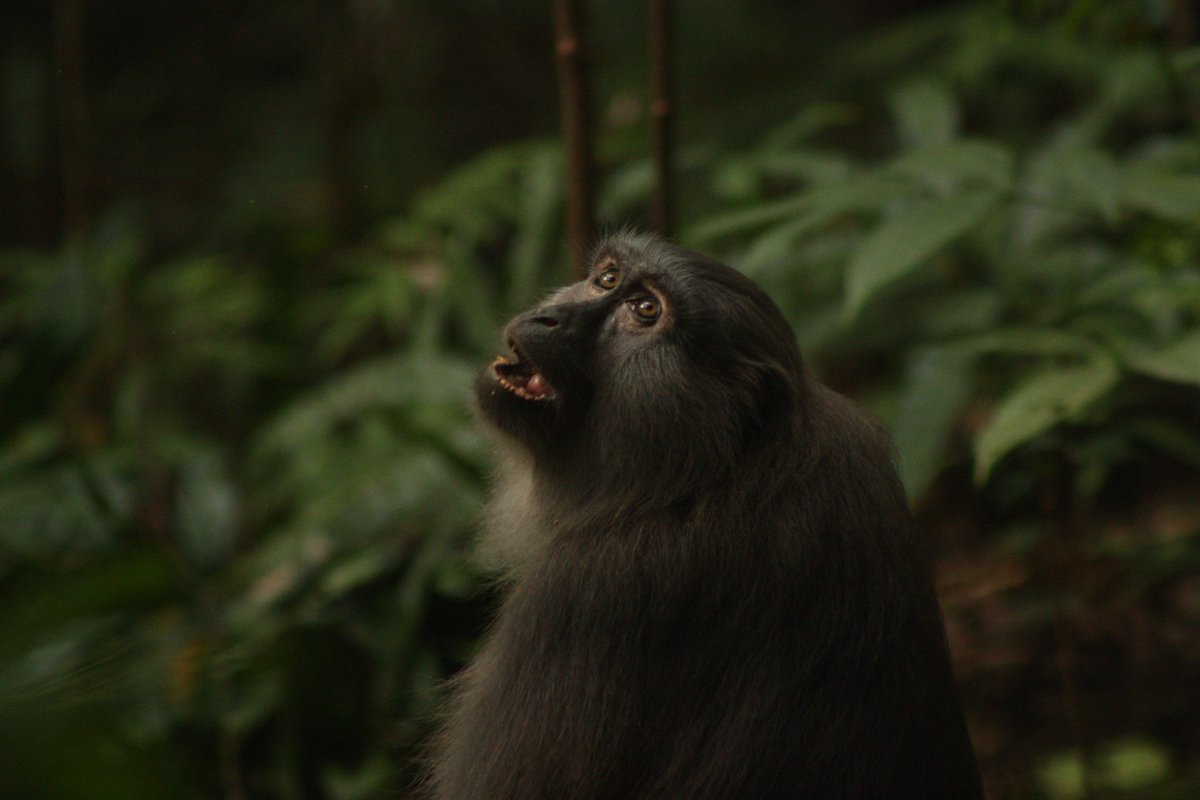 Kristen_Morrow_'s tweet photo. @kerryn_warren @MarcKissel Here's some photos of #moormacaques in #TNBABUL, South Sulawesi--from my 2016 field season. Thanks for giving me an excuse to go through old #field photos! https://t.co/L31Xyx8Ug6