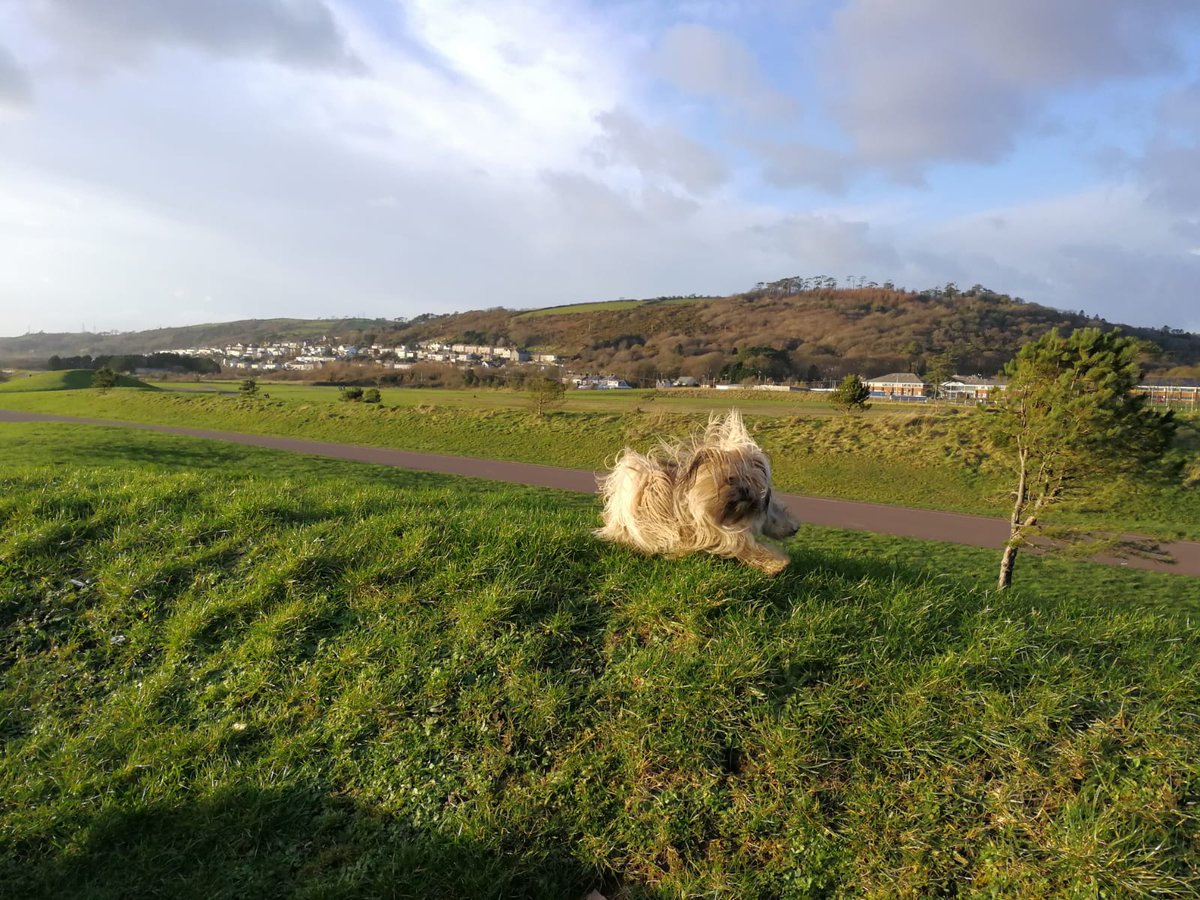 clockwork_bear's tweet image. Good fun on the coastal path today #walkies #llanelli