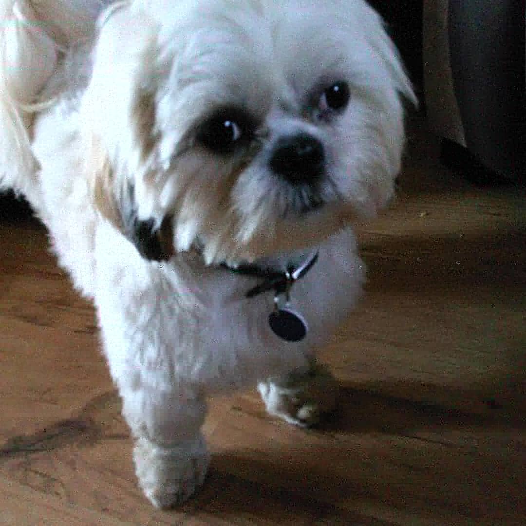 DigsforDogsMcr's tweet photo. Beautiful Shih Chon Noodles is on her sleepover in Manchester ahead of her main holiday later in the year #dogs #dogsoftwitter #shihchon #homeboarding https://t.co/83RHg2kNvq