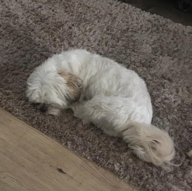 DigsforDogsMcr's tweet photo. Beautiful Shih Chon Noodles is on her sleepover in Manchester ahead of her main holiday later in the year #dogs #dogsoftwitter #shihchon #homeboarding https://t.co/83RHg2kNvq
