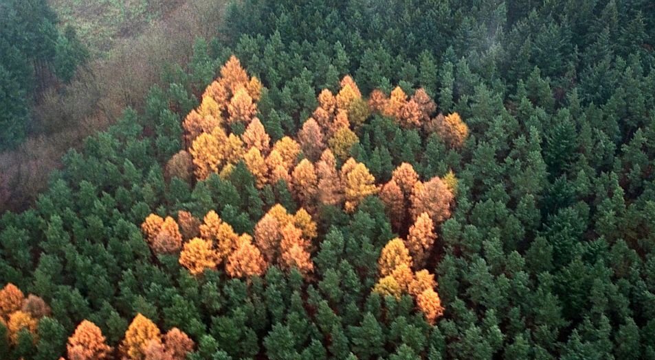 tuCpakoa's tweet image. En 1992, alors que l'Allemagne fait des relevés aériens de ses terres, elle découvre une "croix gammée forestière"!
Elle fut plantée avec des mélèzes dorés en 1938 (semble-t-il pour le 49e anniversaire d'Hitler), et ne fut découverte que 54 ans plus tard.

bit.ly/2iKgLCr