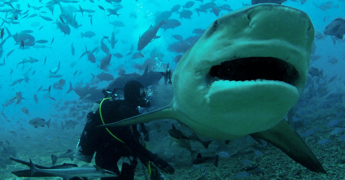 CaradonnaAdv's tweet image. There's excitement above and below at #Fiji's @WaidrokaResort, Make the famous #shark dive at #Beqa Lagoon, ride the waves, and go whitewater rafting on a jungle river bit.ly/2Boavae