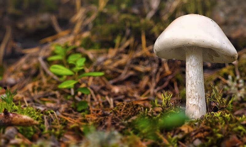 NomadsN's tweet photo. “Find Beauty In Nature The Nomad Way” 🍄🍄
#nomadsnatureandnurture #nomad #nomadway #nomadretreat #retreat #beautiful #nature #naturelovers #naturephotography #nature_perfection #positivevibesonly #getaway #bedandbreakfast #postoftheday #pictureoftheday #chouf #lebanon https://t.co/zcVuFTy8n7