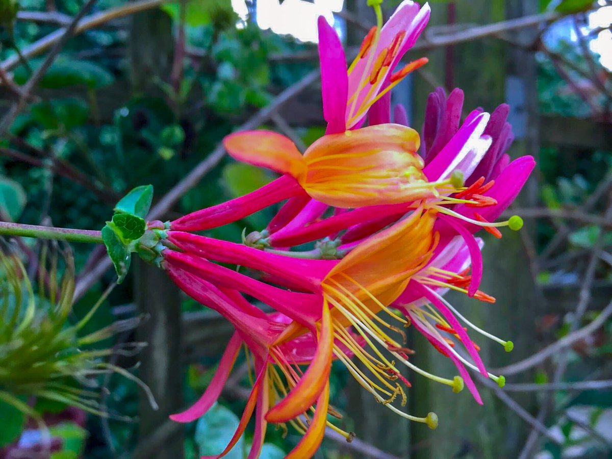Honeysuckle 🌸🍃🌷🌞  youtu.be/FFDLbZrO3xE 💐💕🏆 

Garden Flowers by David Wolff itunes.apple.com/gb/app/garden-… 🧸💕🥇🎁