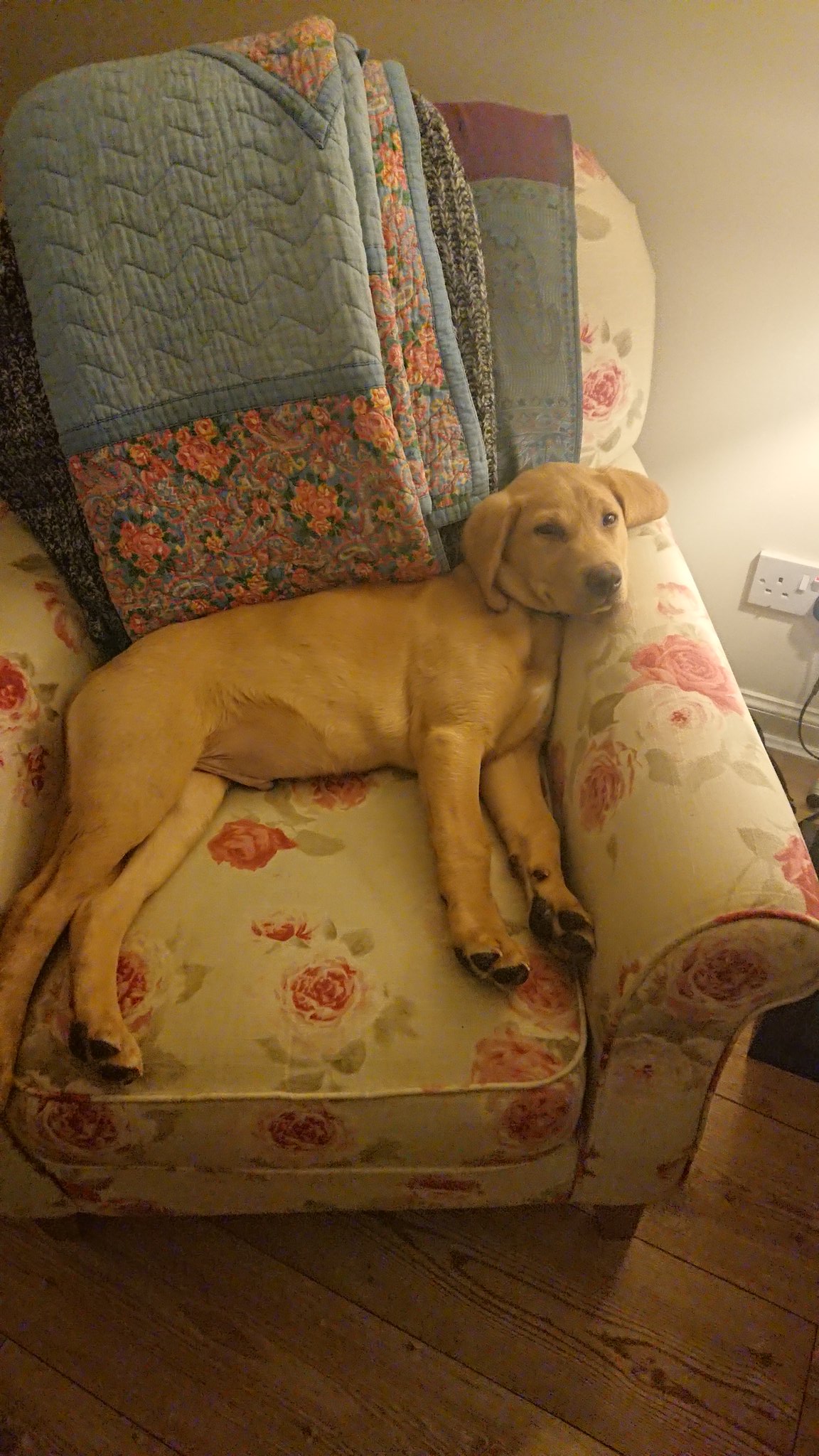 Muddy PUP on Twitter ""What?" 🐾…