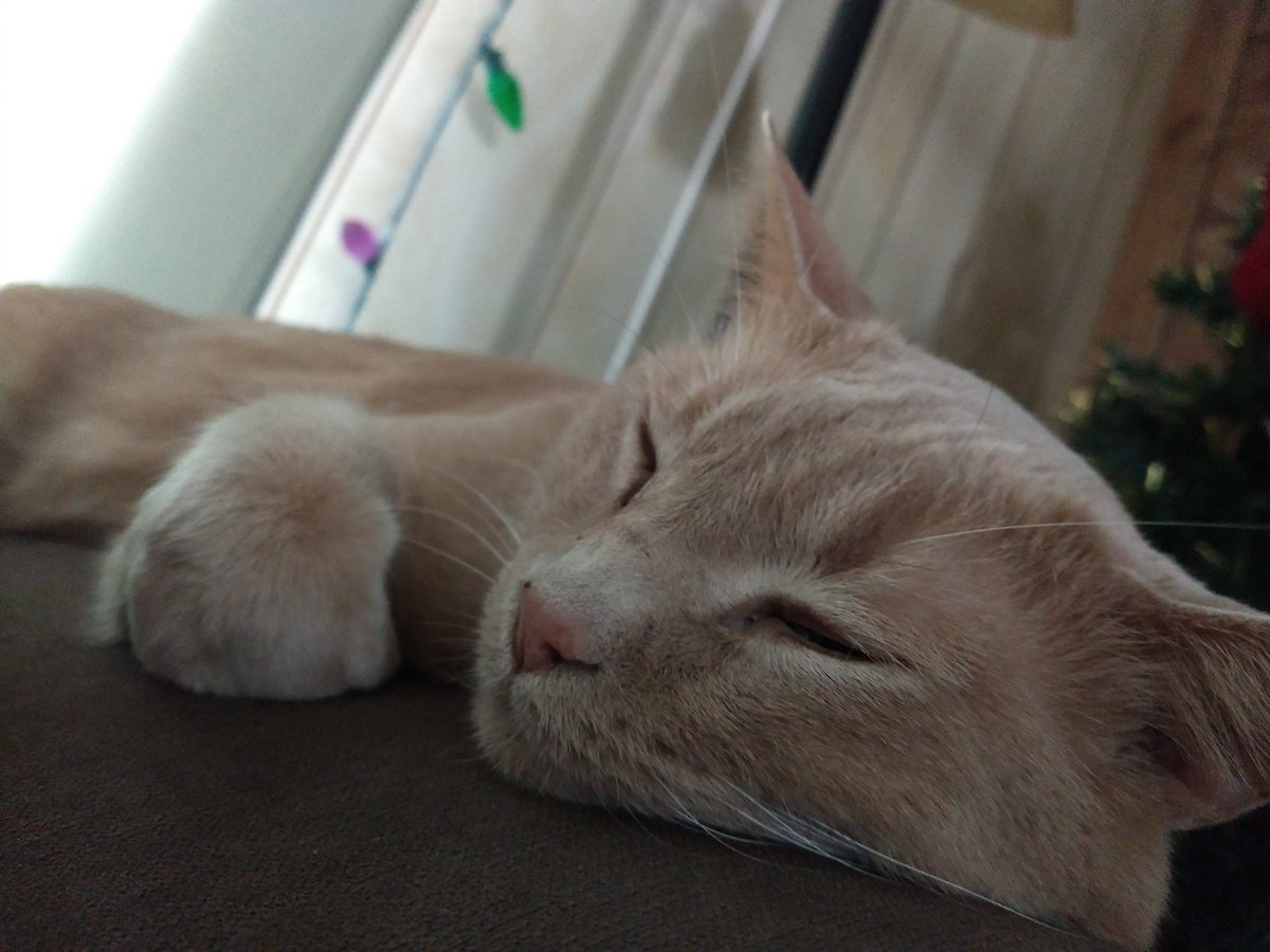 GarfMic's tweet image. I do a snooze, begone and for floof sake take down the Christmas decorations already hooman!