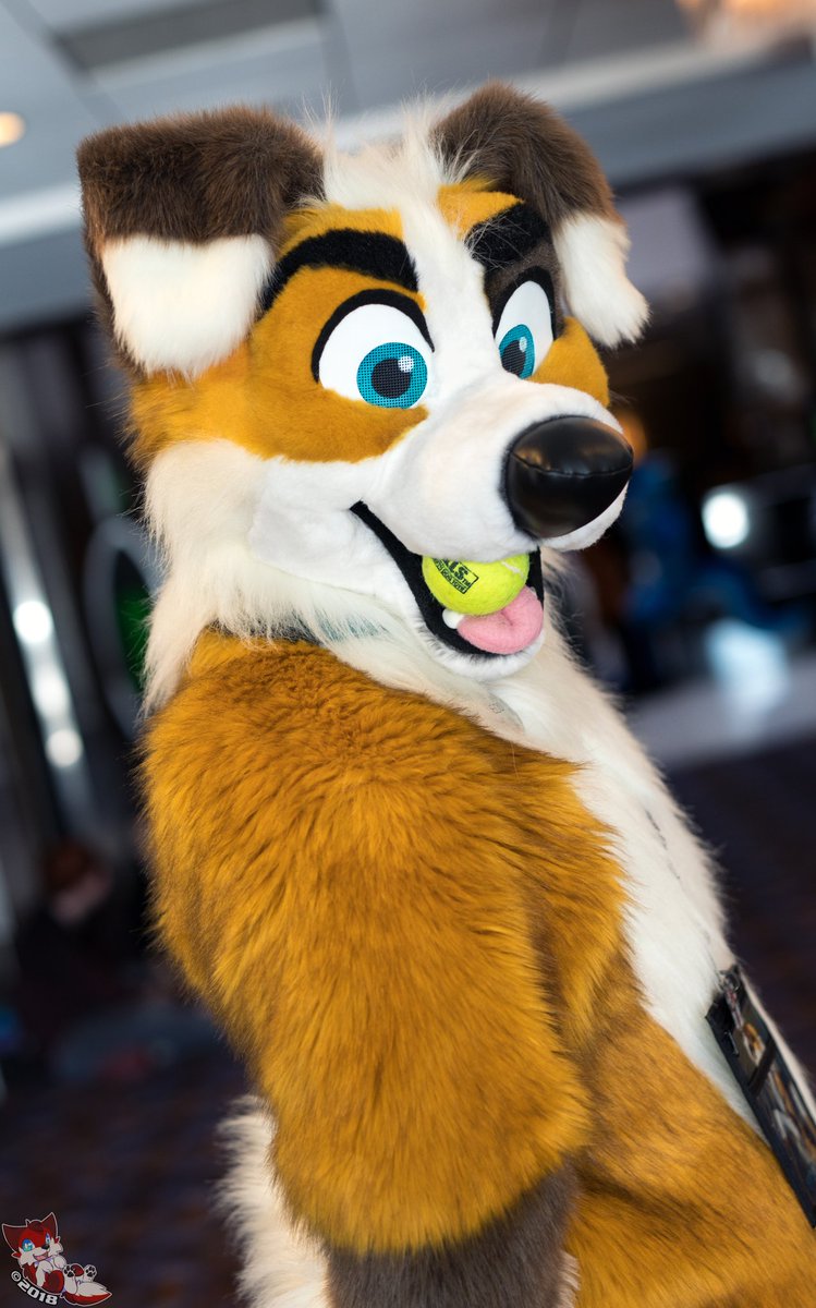 A dog and his ball! 
Suiter: @edobcollie 
Con: MFF2017