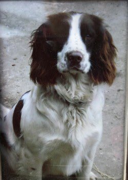 rosieDoc2's tweet photo. #MISSING #Skelton / #boosbeck / #Lingdale area #REDCAR #CLEVELAND
@sar_dogs
FLYNN IS 13yrs old 26/1/19 wandered off REALLY CONCERNED OWNERS
‼️PLS RT FOR THIS OLDER FELLA‼️pink toes on back foot as had toes removed REMOTE AREA #Farm
https://t.co/4B2Q73M5qT… https://t.co/myBwBbcP4V