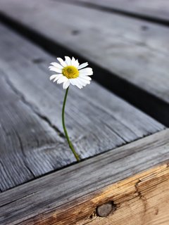 #قلبك_كم_شقه

وقد بنيتُ لك بين أضلعي منزلاً
عسى المقامُ بالمقيمِ يليقُ ❤️