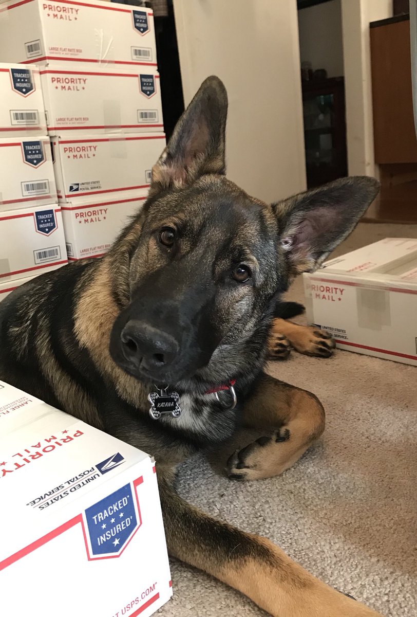 Wolf pup loves to help me pack the care packages... only one short break to sniff the evil vacuum! 😍🐾