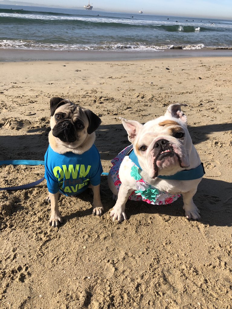 LoulouHoltz's tweet photo. Middle of Winter and we are having a #beachday in Southern California. How great is this weather? πππββοΈππ΄π² Have a bright sunny Sunday Funday ππΈππ βοΈ#onfleek #slayer #sundayfunday #sundayvibes #hbdogbeach #dogbeach #abc7eyewitness #shelterdog #beachface #ktla #gma https://t.co/0IjpsaxOQ7