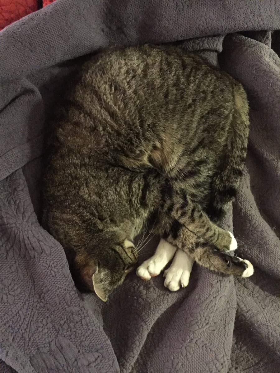 Scruffy the Dog-Boy tweet media