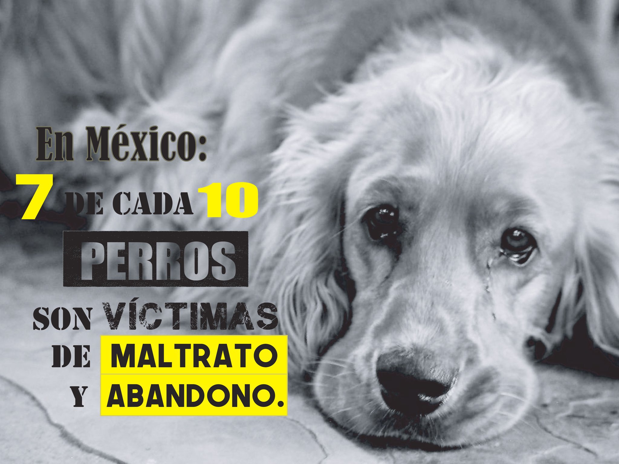 Víctor Sánchez Orozco en Twitter: "El maltrato animal en nuestro país nos  arroja números rojos. Necesitamos urgentemente crear conciencia entre los  ciudadanos para darnos cuenta de la grave situación a la que