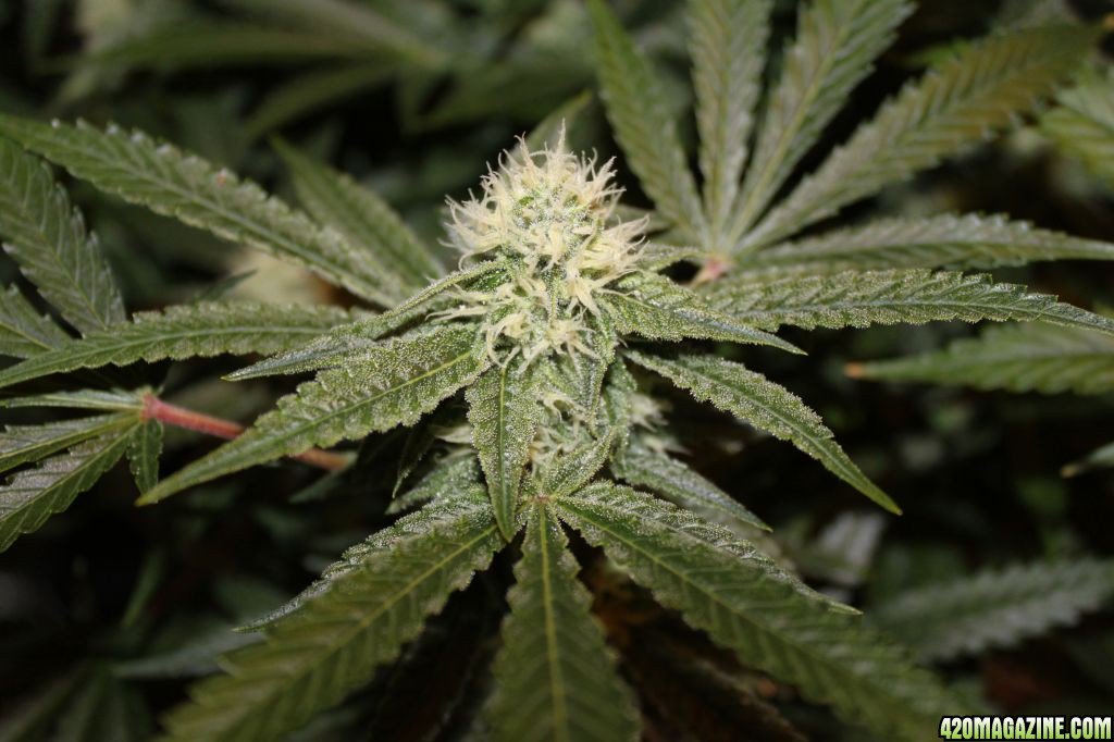 High quality marijuana for both smokers and patients Dm  me for more or a text via +1(719)297-1986 lots of variety available #lemonhazzle #OGkush #strewberrykush #ak47 #mangokush .DM kusherman for safe and legit delivery in and out of USA.....