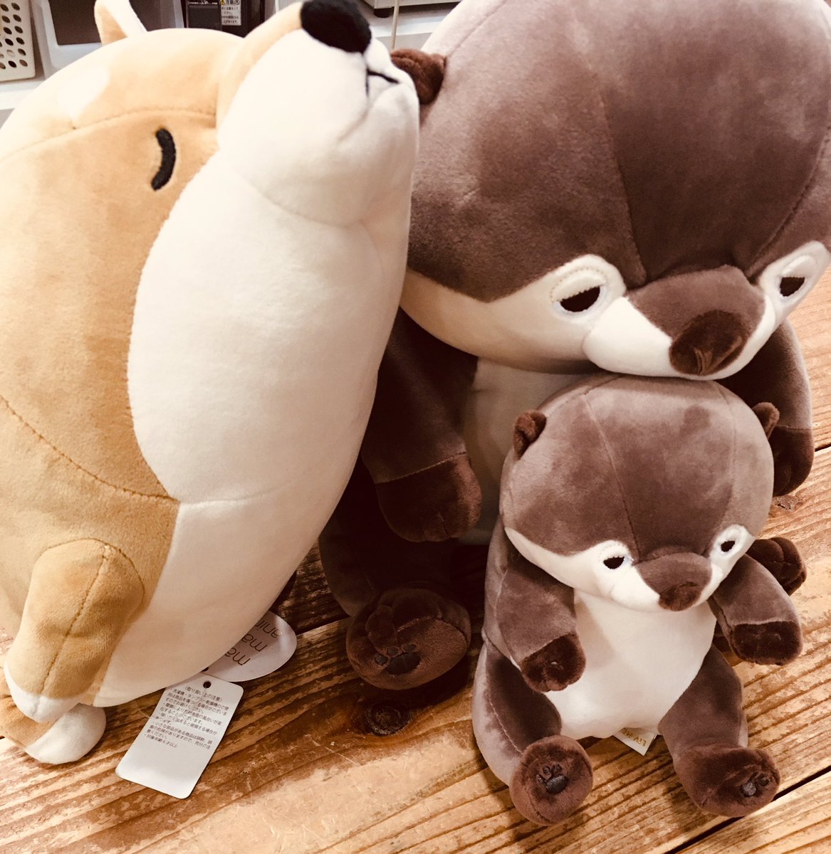 ニュースタイルイオンモール日吉津店 twitterissa 座り抱き枕 コタロウの隣にいるのは カワウソさんですっ 最近はカワウソが流行ってますねー コタロウと同じマシュマロアニマルズから 座り抱き枕が登場 コロンとしたフォルムがかわいいです