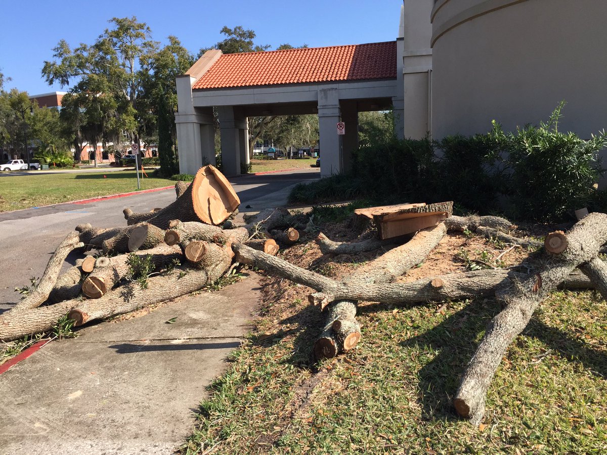 SaveWPLibrary's tweet photo. Did u see the trees chopped down in #MLKPARK? They could have been SAVED(its a PARK!!) @timfreed9 @floridafriends @jamestutten @CHeathWFTV @paulvowens @AnnaForFlorida @LindaStewartFL @mlafferty1 @Bungalower   ASK WHY? #winterparkevents @WinterParkFla https://t.co/FK683RGtfh