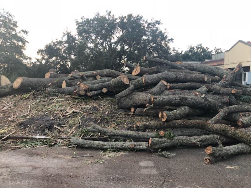 SaveWPLibrary's tweet photo. Did u see the trees chopped down in #MLKPARK? They could have been SAVED(its a PARK!!) @timfreed9 @floridafriends @jamestutten @CHeathWFTV @paulvowens @AnnaForFlorida @LindaStewartFL @mlafferty1 @Bungalower   ASK WHY? #winterparkevents @WinterParkFla https://t.co/FK683RGtfh