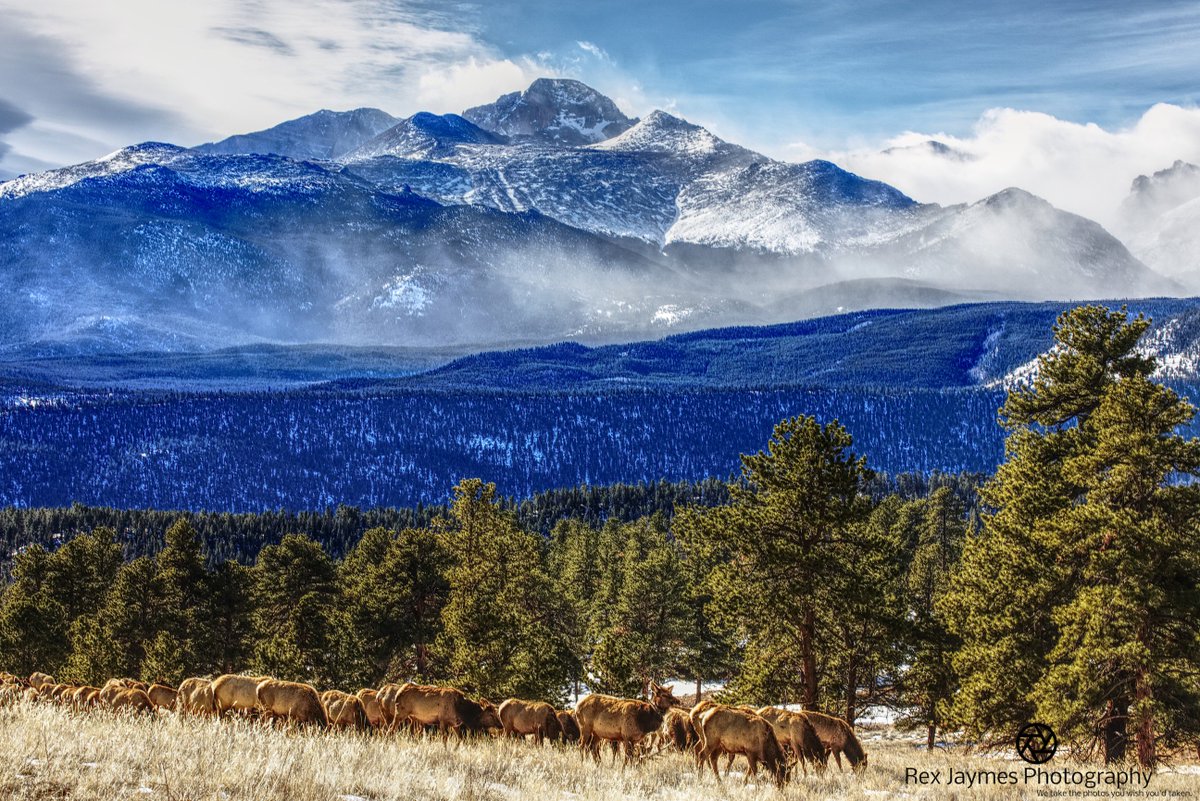 RexJaymesPhoto's tweet photo. Elk in their winter feeding habitat.  #coloradolife #landscapes #rockymountains #rmnpics #rmnp #rockymountain #rockymountainnationalpark  #StormHour  #AmazingNature #EnjoyNature #EarthPictures #NowThatsCO #ColoradoScenes #ArtCenterEstes #NaturePhotographyDay #canon #VisitColorado https://t.co/t75LKxvUEq