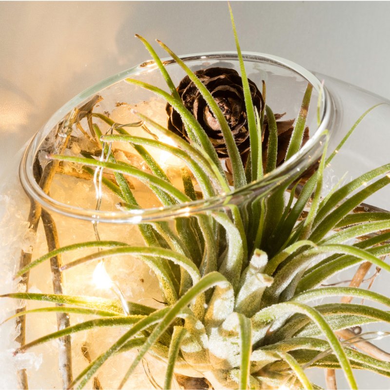 LiveTrends Design tweet media