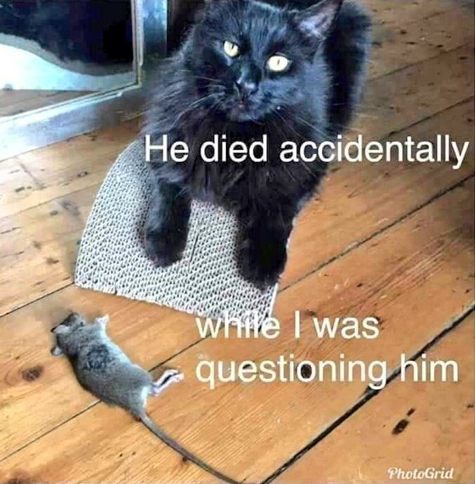 StopKillingAnimals tweet media