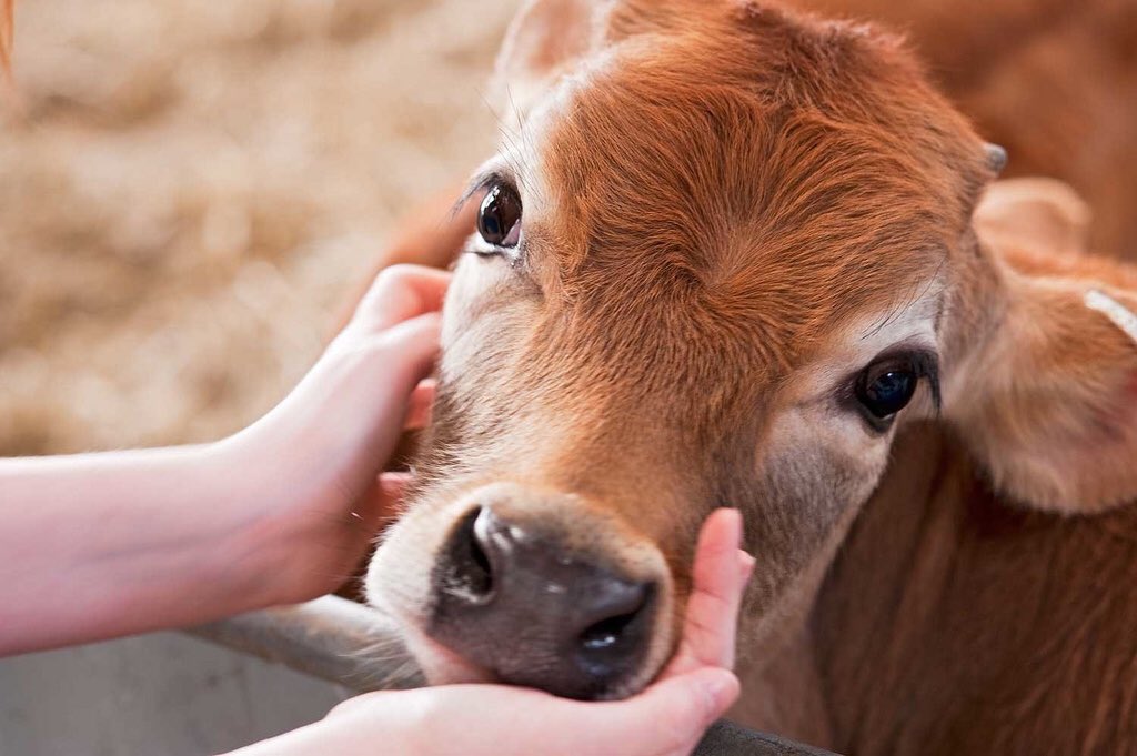 chestnutwalnut's tweet photo. We are genetically engineering cows that have less beautiful eyes so they are easyer to eat. https://t.co/QQr7mCrcCV