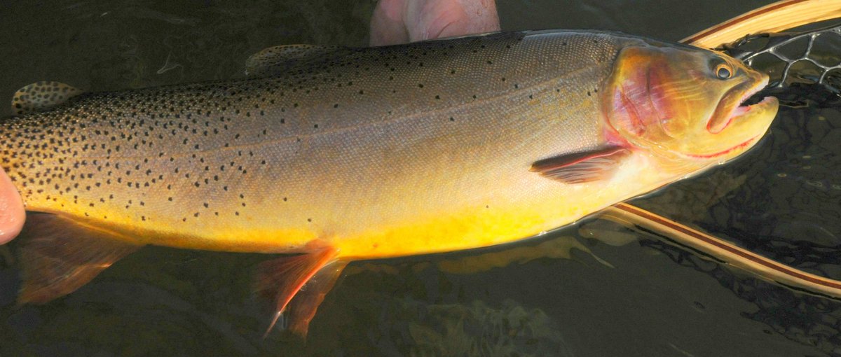 Added another #fish species overview, the Cutthroat Trout: mycanadafishingtrip.com/canada-fishing…