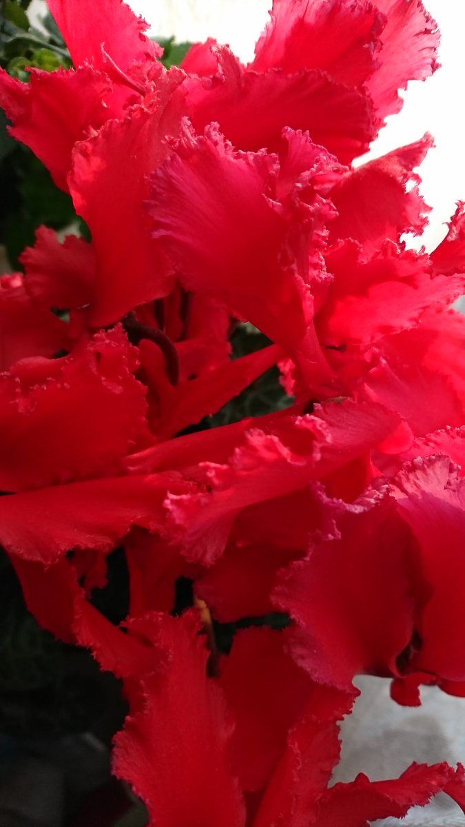 hiromimorita2's tweet image. こっちゃんさん
おはようございます🎵
此方は仮面舞踏会な朝焼けの朝🌄
霜は降りず寒さ少し緩んでます
私は楽しい時は疲れませんよ😊
腰を温めてお身体ご自愛して
お大事にしてくださいね🍀
月末なので集中して頑張ります☆
お互いに良い１日を過ごし
ましょうね😊❤️🍀💞
#朝焼け
#シクラメンの花