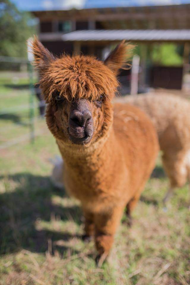 revivalexperie1's tweet photo. Mingle with the friendliest alpacas and donkeys roaming the hillside during the Revival experience this March! 😄 🦙 @CampLucyOnCreek
#CampLucy #DrippingSprings #AustinOutdoors #AustinWildlife #AustinAdventures #AustinActivities #ExploreATX https://t.co/fiZEMXcnQY