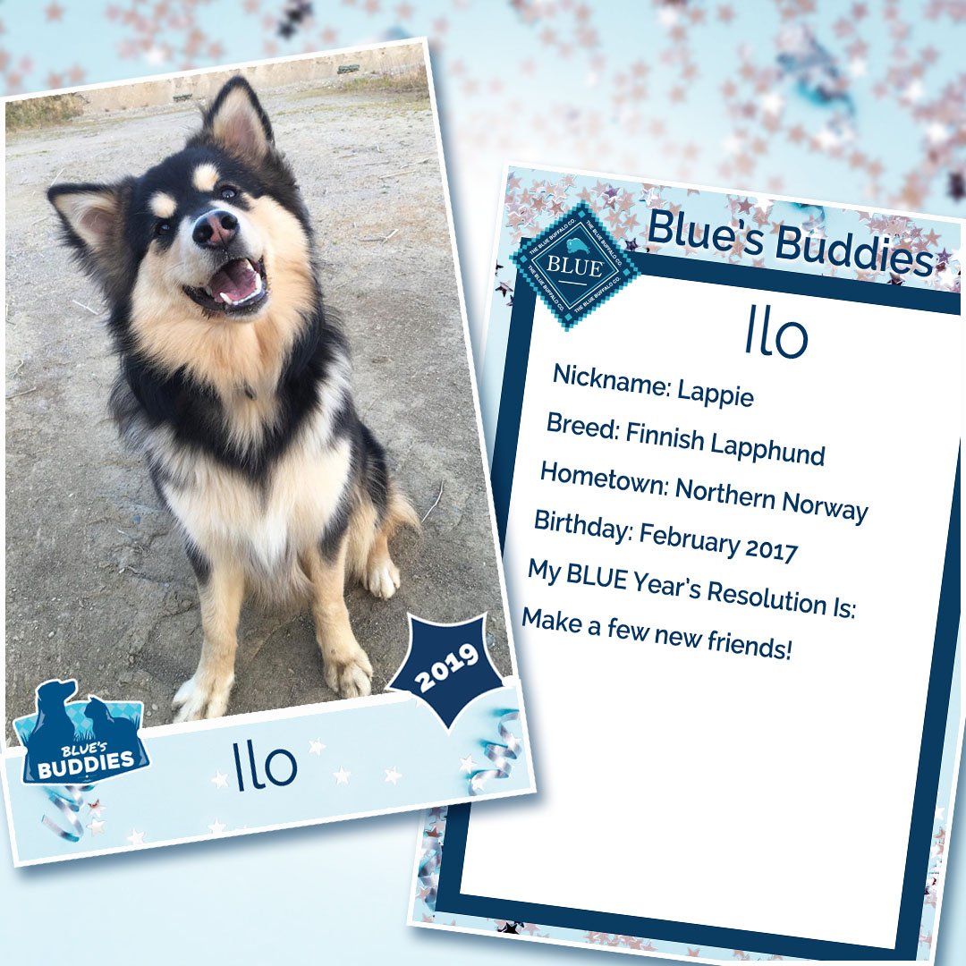 bluebuffalo's tweet photo. Commemorate your best friend’s 2019 resolutions with a custom trading card to share with friends! #BLUEyearsresolution https://t.co/Lrwo4l1mj4 https://t.co/zZn7N5dt70